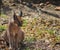 Caracal also know as African golden Cat