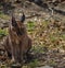 Caracal also know as African golden Cat