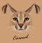 Caracal animal face. Vector African lynx cat head portrait. Realistic fur portrait of exotic caracal medium-sized cat