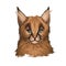 Caracal baby tabby, wild cat isolated digital art illustration. Wild cat from Africa, Middle East, Central Asia and India. Caracal