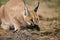 CARACAL caracal caracal