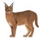 Caracal, Caracal caracal, 6 months old