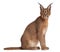 Caracal, Caracal caracal, 6 months old