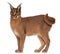 Caracal, Caracal caracal, 6 months old