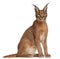 Caracal, Caracal caracal, 6 months old