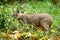 CARACAL caracal caracal, ADULT ON LONG GRASS