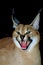 CARACAL caracal caracal, ADULT SNARLING IN THREAT POSTURE