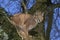 Caracal, caracal caracal, Adult standing in Tree