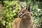 Caracal caracal - caracal head looking to the left with a beautiful green background and bokeh