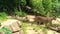 Caracal cat walking in nature environment.