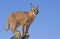 Caracal on dead log, South Africa