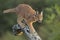 Caracal (Felis caracal) walking down tree South Africa