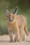 Caracal (Felis caracal) walking South Africa