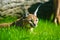 Caracal on green grass