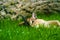 Caracal on green grass