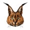 Caracal head