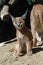 Caracal kitten