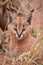 Caracal Kitten, South Africa