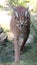 Caracal or Lynx Portrait