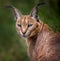 Caracal snarling