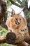 Caracal on tree