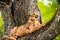 Caracal in tree.