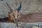 Caracal wild cat close up portrait