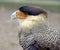 The caracara bird