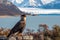 Caracara bird posing in front of Perito Moreno Glacier, Argentina