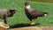 Caracara bird of prey from Argentina