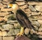 Caracara bird of prey Curacao Views