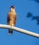 Caracara bird of prey Curacao Views