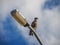 Caracara bird of prey Curacao Views