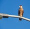 Caracara bird of prey Curacao Views