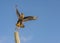 CaraCara bird of prey Curacao Views