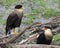 Caracara bird Stock Photos.  Caracara bird couple portrait