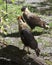 Caracara bird Stock Photos.  Caracara bird couple portrait.  Caracara bird shouting screaming.