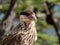 caracara birg in national park patagonia