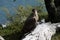 caracara birg in national park patagonia