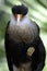 Caracara cheriway, northern crested caracara