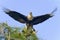 Caracara cheriway, northern crested caracara