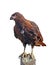 Caracara with egg isolated over white