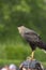 Caracara hawk in Italy