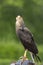 Caracara hawk in Italy