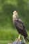 Caracara hawk in Italy