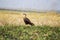 caracara on pasture