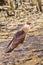Caracara plancus bird of prey on ground