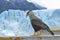 Caracara plancus - Patagonian Carancho, is a species of falconiform bird of the Falconidae family.