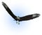 CaraCara Vulture in Flight - includes clipping path
