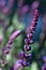 Caradonna Salvia flowers, purple and violet woodland sage blooming in the summer garden